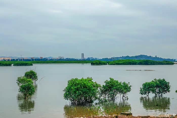 【图】自驾打卡泉州红树林湿地公园_朗行论坛_汽车之家论坛