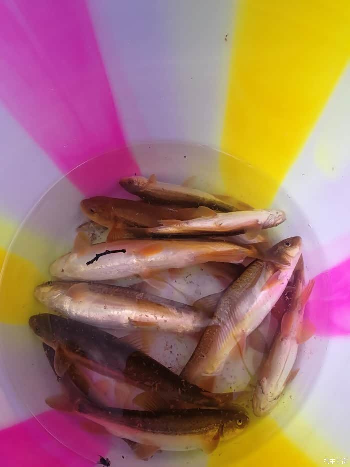 这是什么鱼?在四川凉山这边的小河里的!