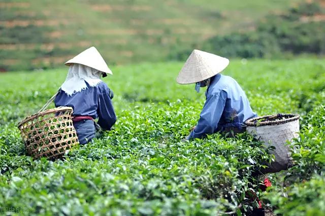 我们到山上采茶,一片片的绿茶.