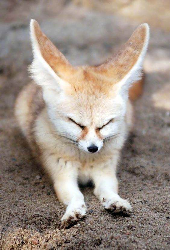 可爱的耳廓狐小巧玲珑