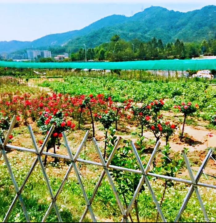 凤凰山农趣谷草莓园图片