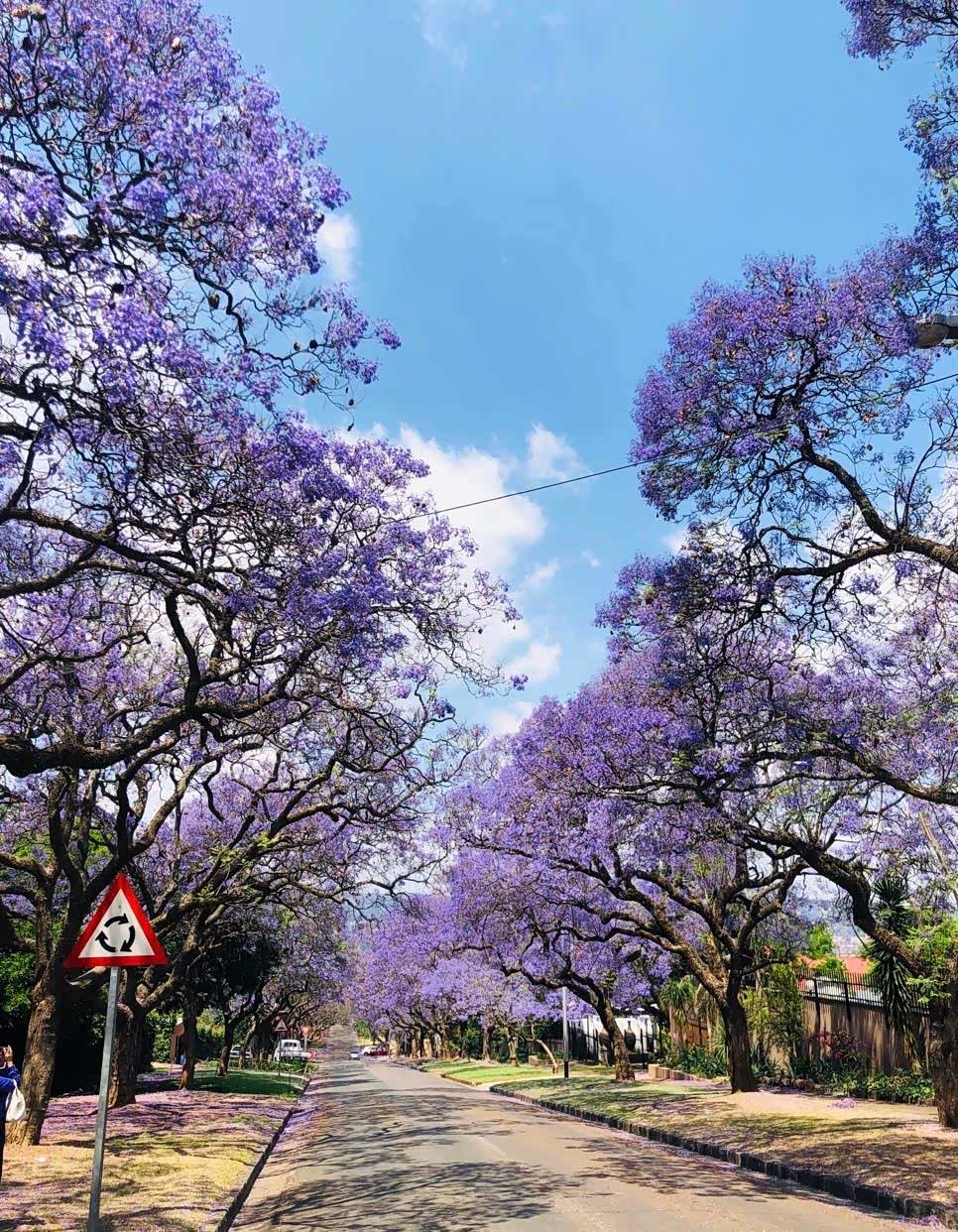 满屏的紫色,来南非第一天就赶上了比勒陀利亚的紫薇花