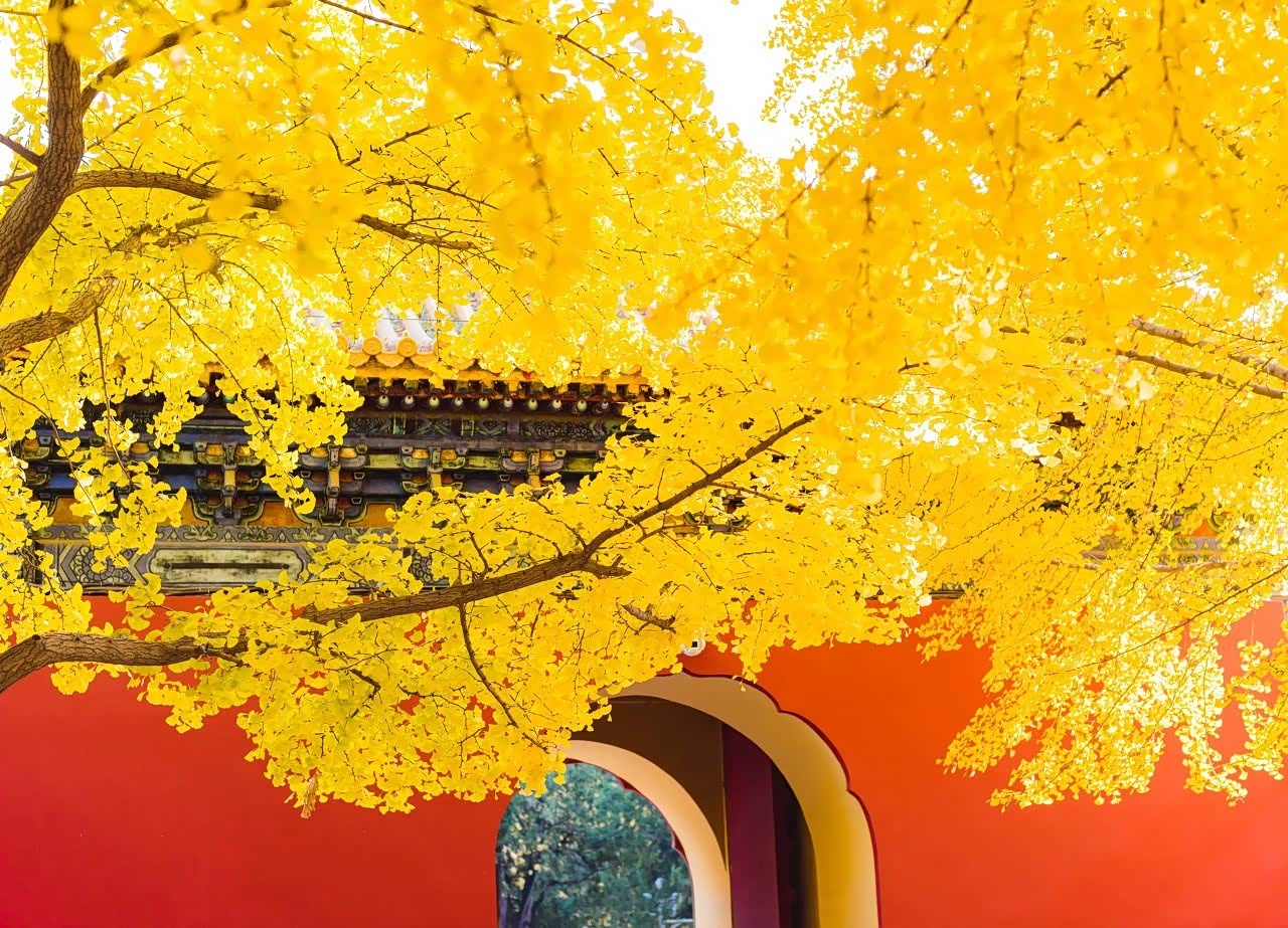 一入秋,北京的秋景格外美丽!