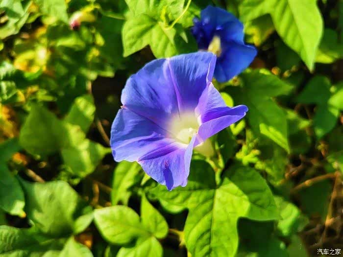 牵牛花像喇叭高声唱着啦啦啦