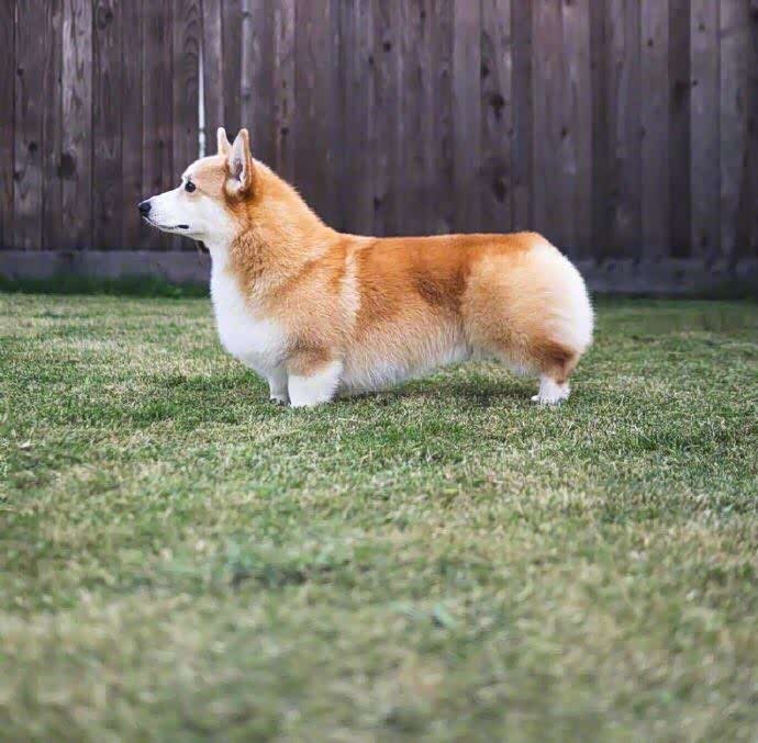 奔跑的小短腿,可爱的柯基!