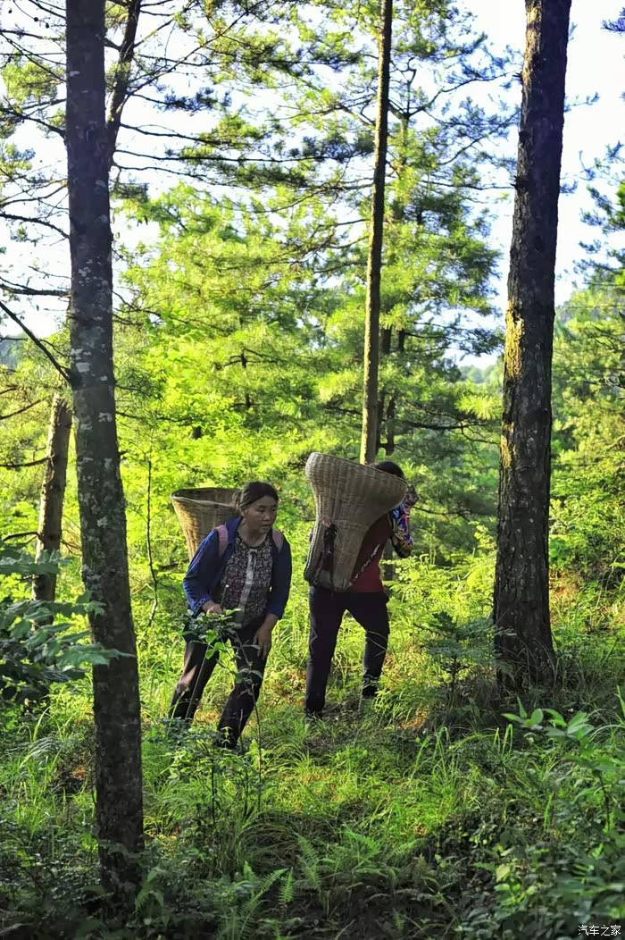 敢发就敢送#家乡的味道--上山采蘑菇.