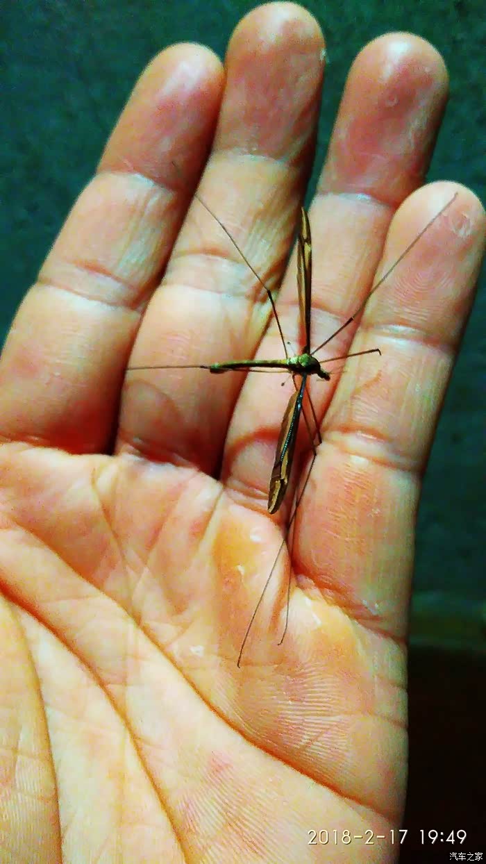 发现一只巨型生物,好大的蚊子啊?