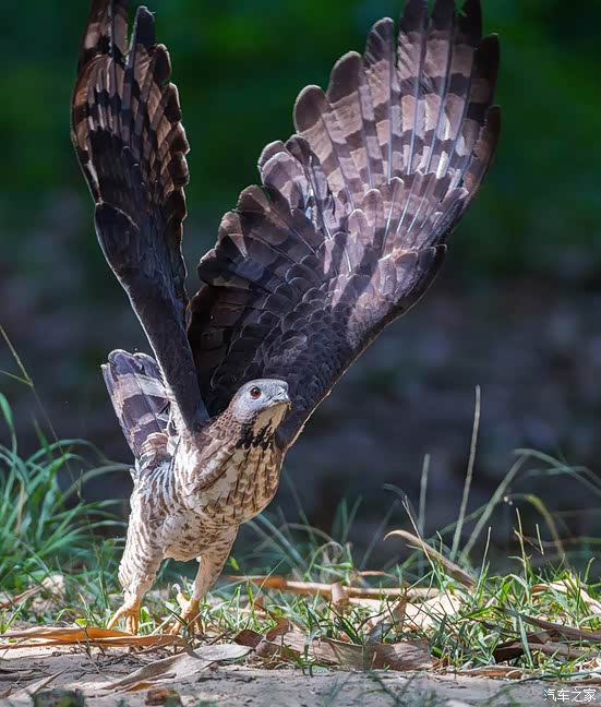 来欣赏一波.雕头鹰