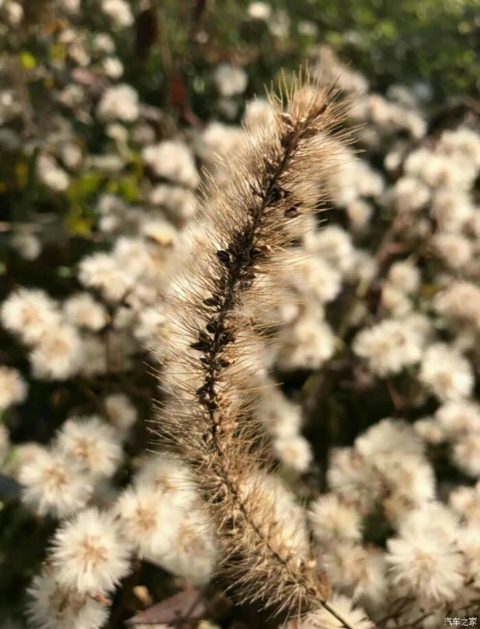 小狗尾巴草也来凑凑热闹!祝愿来年旺旺旺吗?欢乐