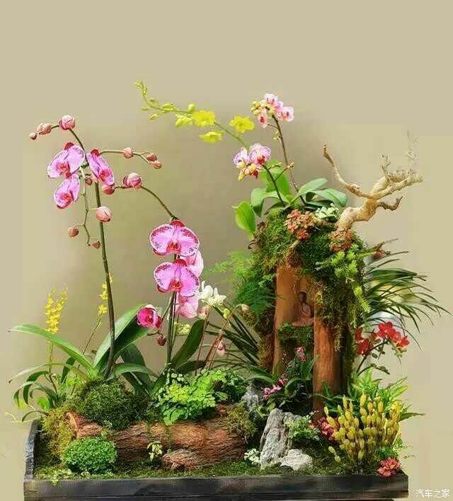 很有创意的兰花