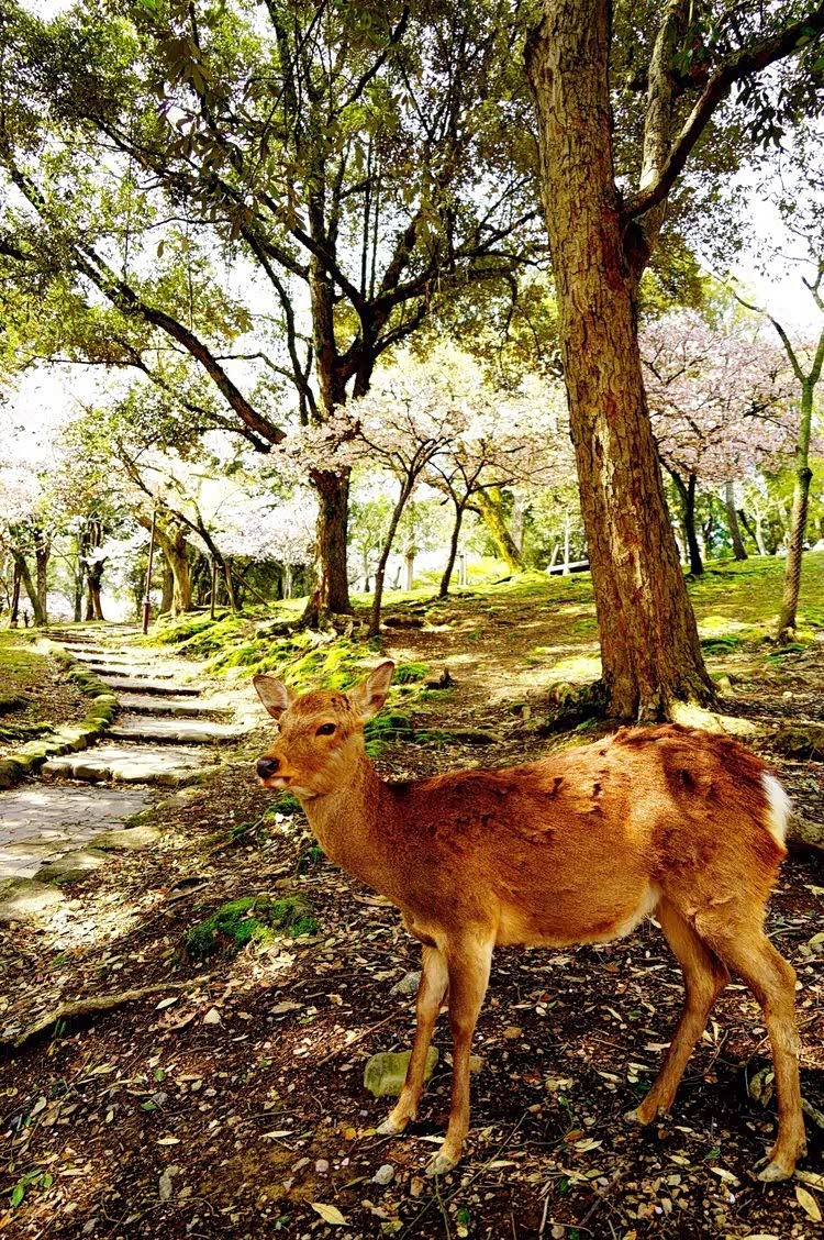 日本奈良公园樱花盛开小鹿穿梭其中如林中精灵