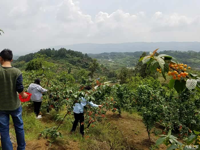 重庆壁山摘樱桃活动
