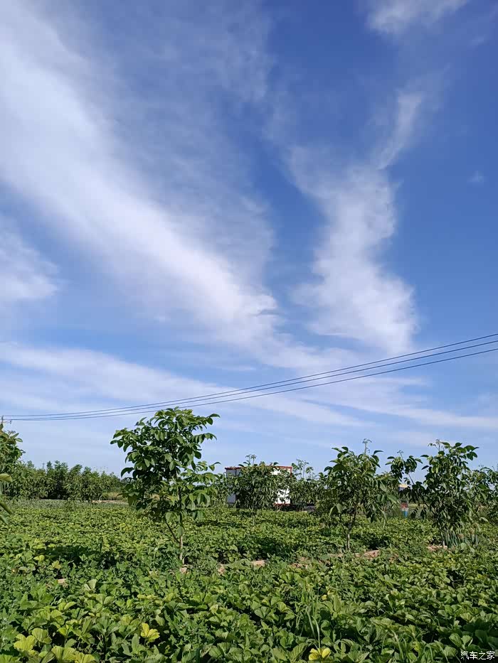 充实的周末生活,熟悉的草莓地我又来了