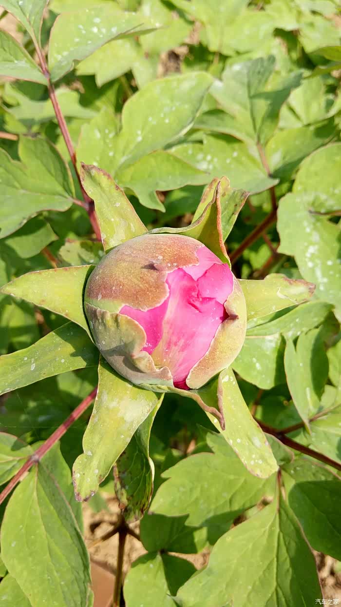 含苞待放的牡丹