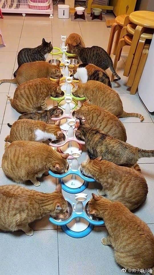 十只橘猫十只肥