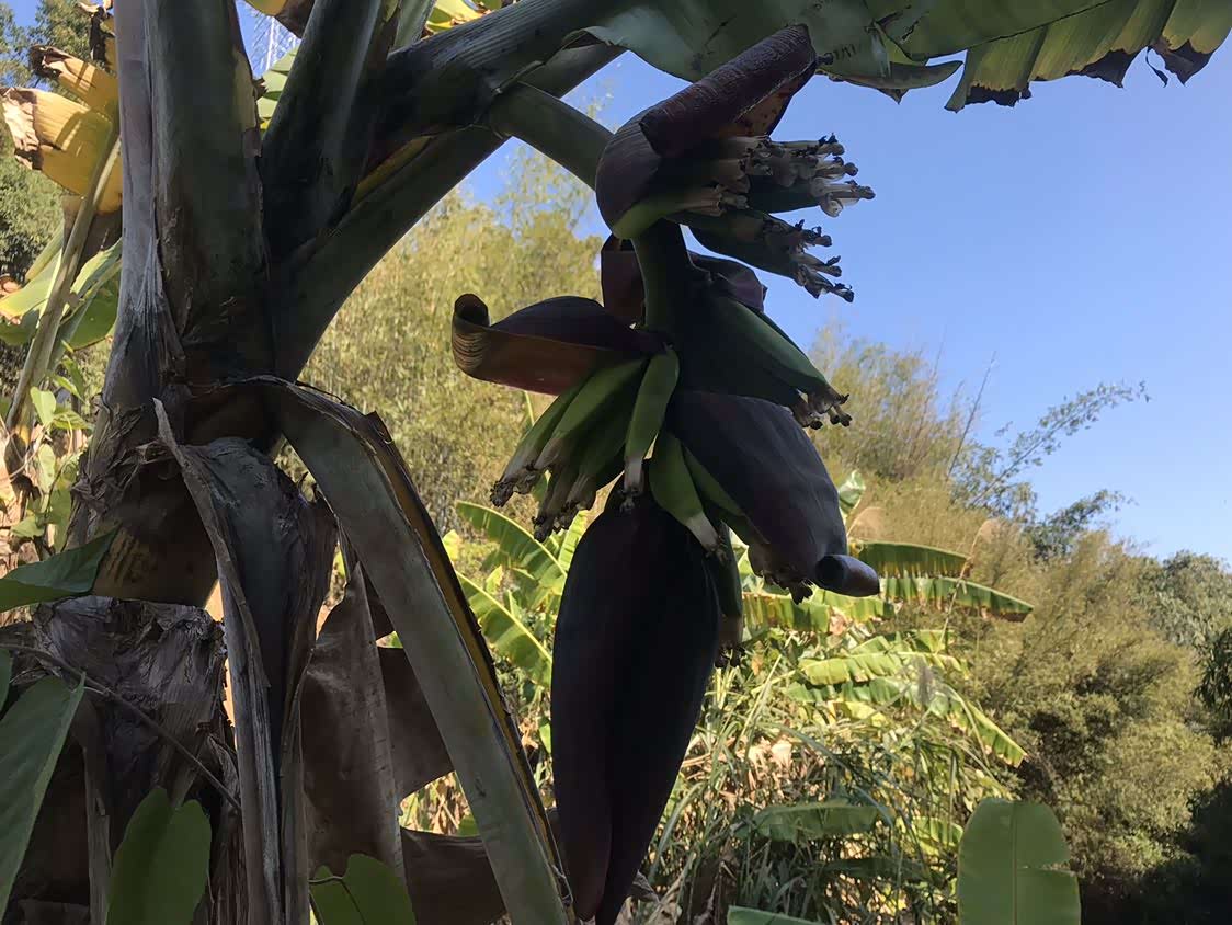 看看这大山里的野香蕉,无人照料,长出来的就是不咋滴.