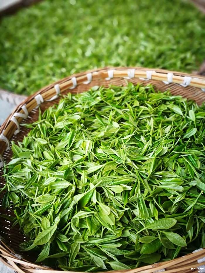 清明怎能少得了采茶平武豆叩