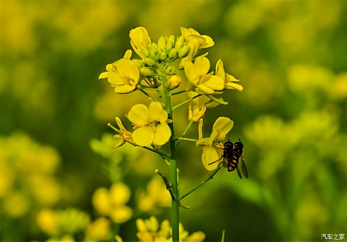 虞舜公园油菜花图片