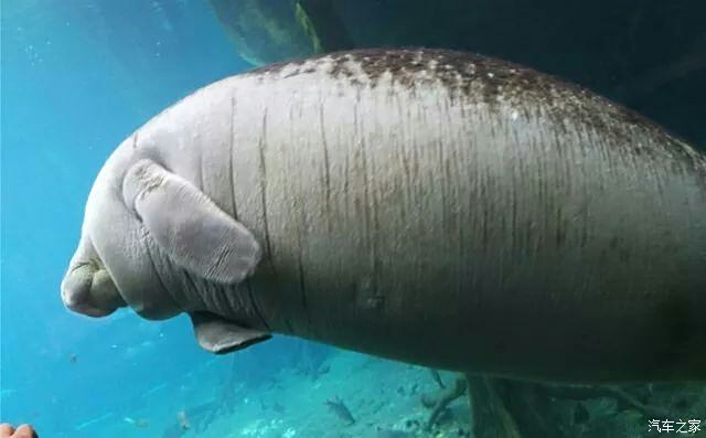 海牛館內還擁有超過60多種珍稀淡水魚,包括被列為國家一級保護動物的