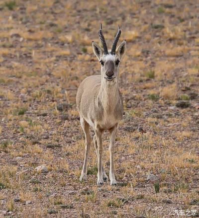 泉 生命之泉这里有黄羊在此食水粪便我们真幸运处让我们看到3只黄羊