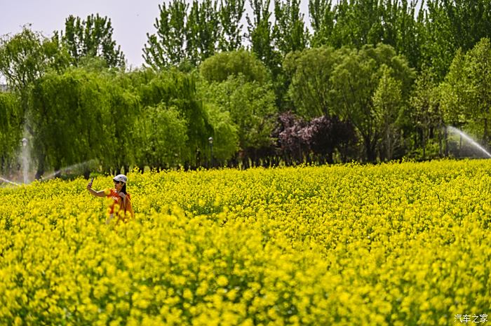 虞舜公园油菜花图片