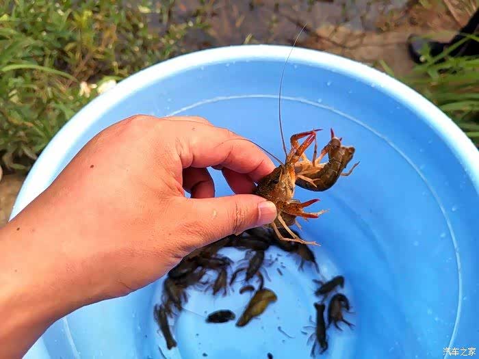 夏天就得浪,和小四一起去池塘捞小龙虾