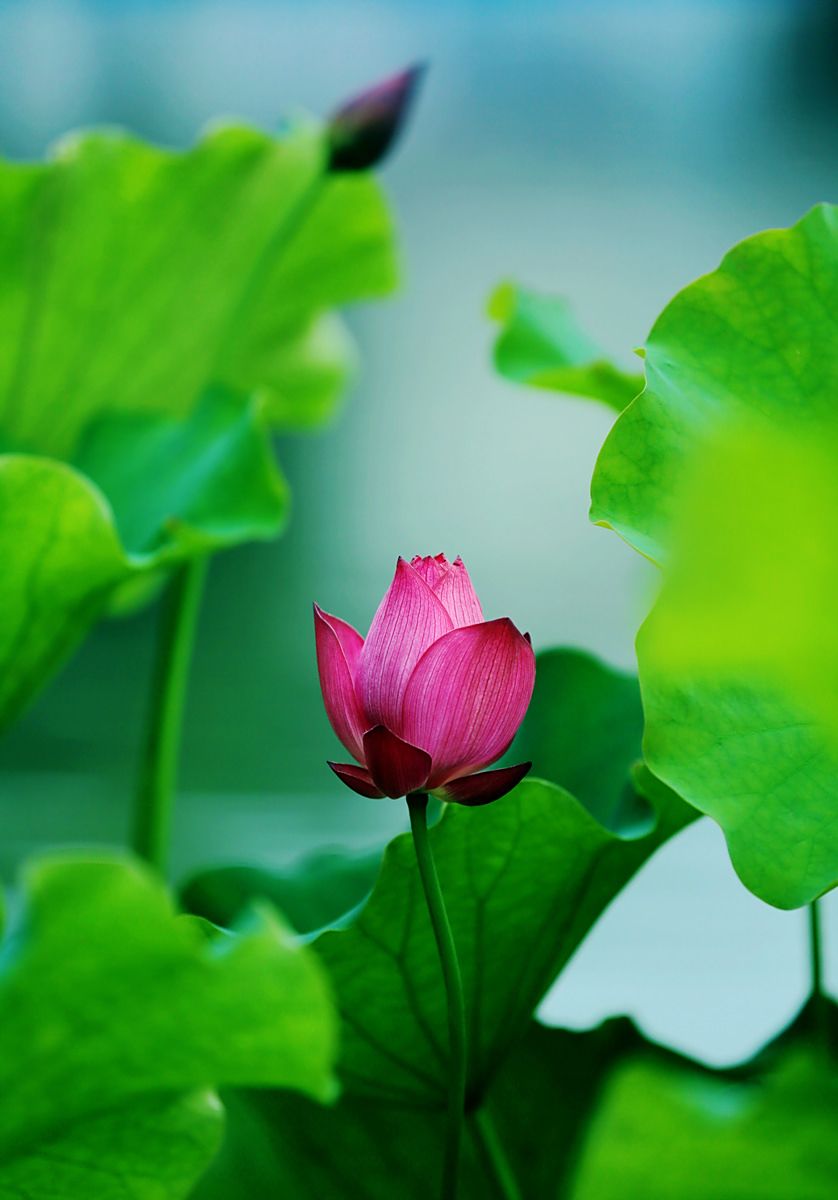 荷花千姿百态 洁白无瑕