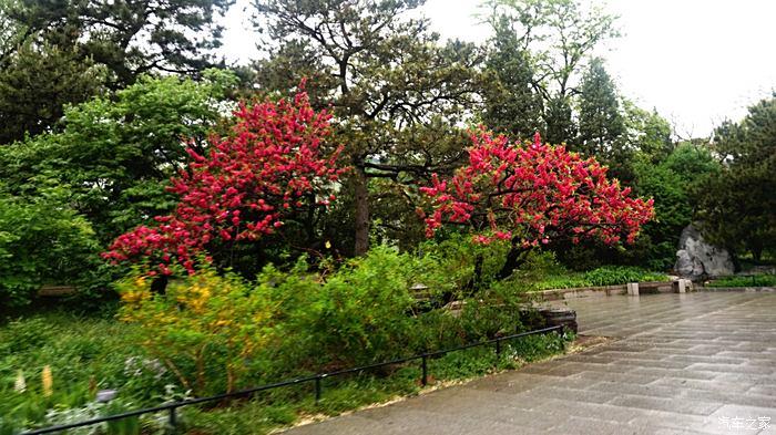 五一曬旅行日記跟著老婆全國遊北京篇國家植物園