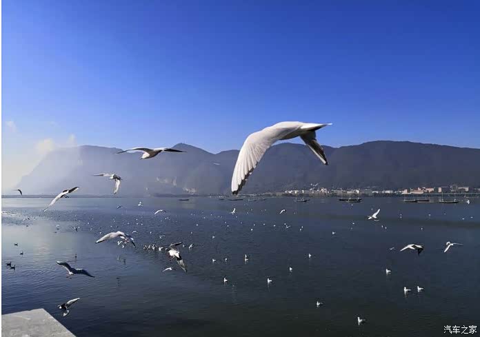 坝上观鸥,自由飞翔的白鸥