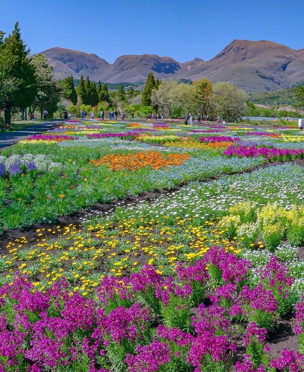 美丽的花海,漂亮极了.