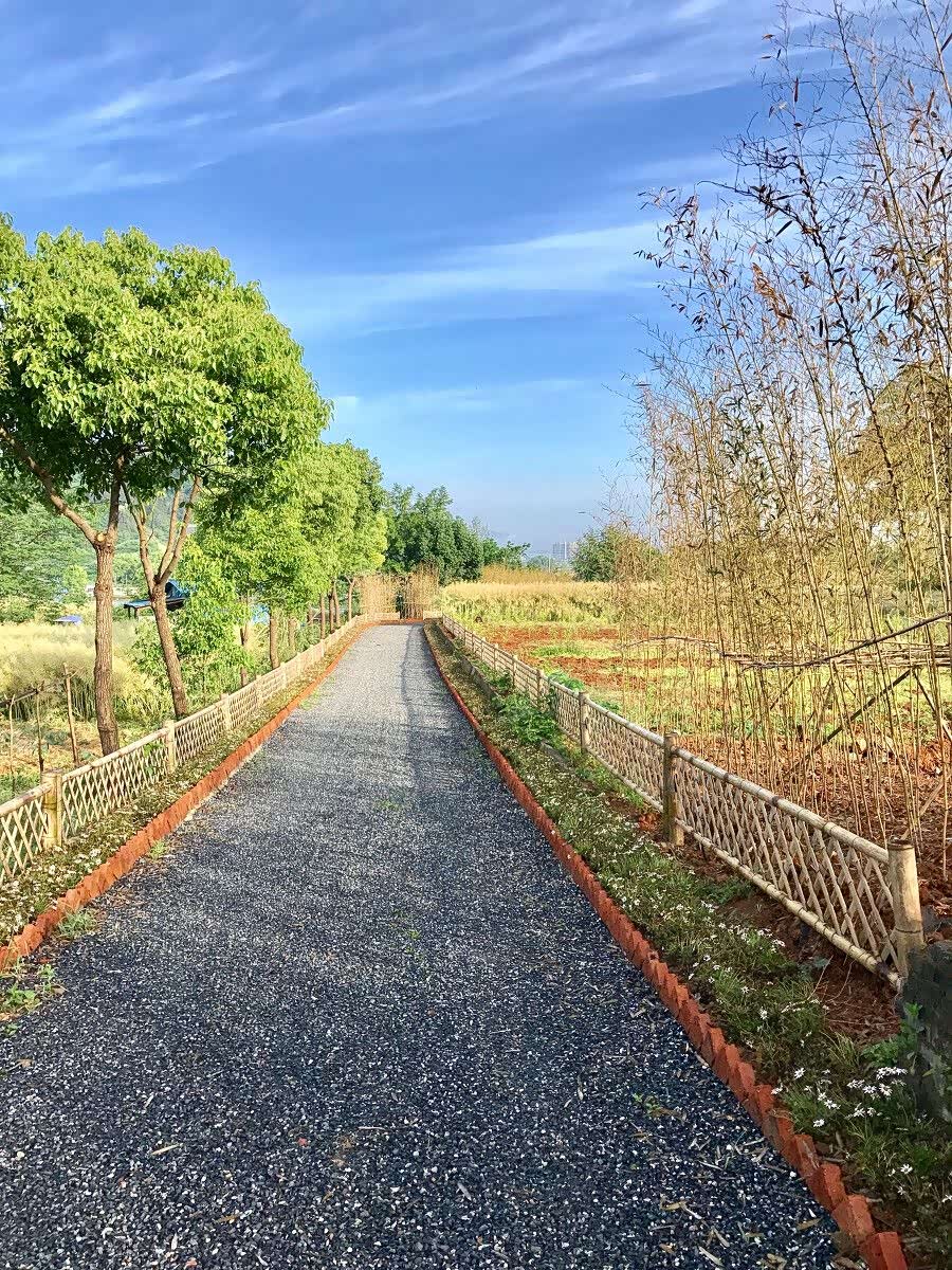 田园郊外小路上 ,带给你惬意的心情 空气清新 植物茂盛