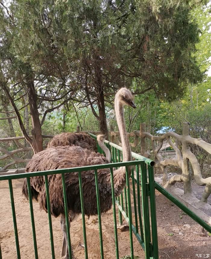 春日自驾好时光五龙山动物园