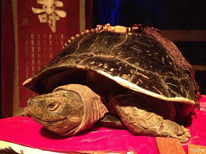 洞中还有一只千年老龟