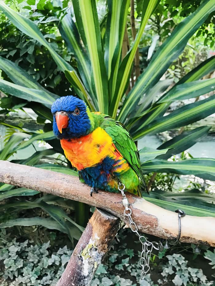 帝都冬日极寒天气杰克船长带您去探索蓝色鹦鹉乐园吧