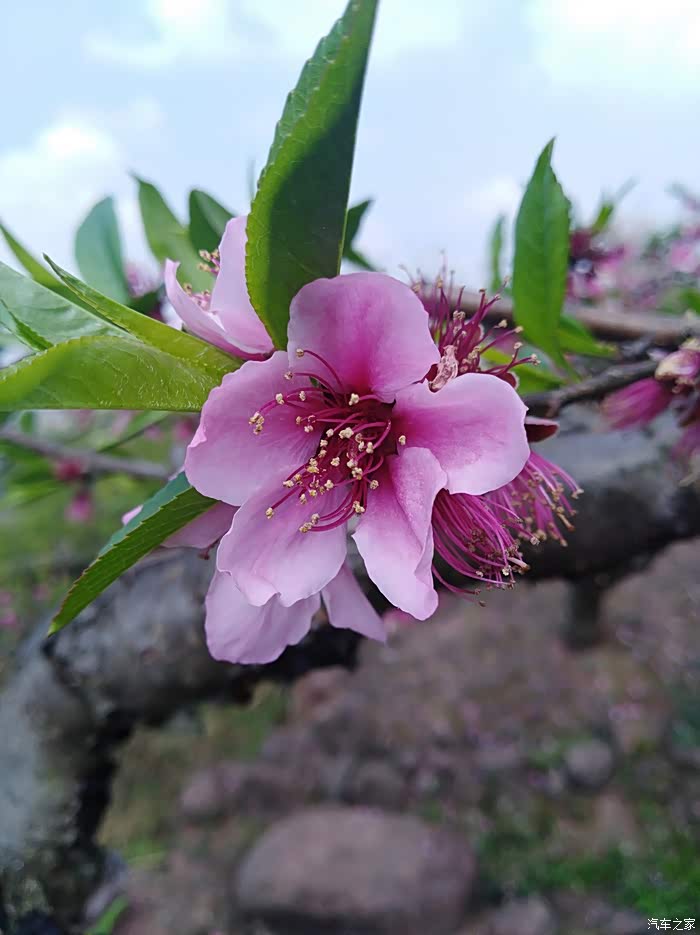 春暖花开时,赏花花已败,一ü世镒约萦