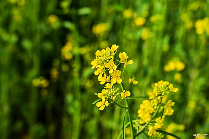 虞舜公园油菜花图片