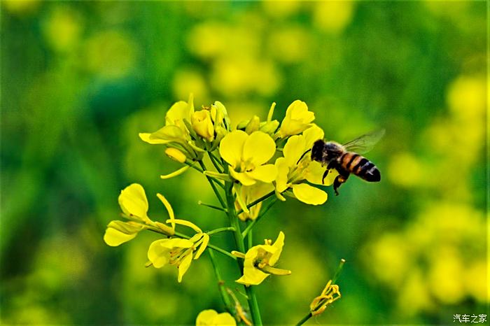 虞舜公园油菜花图片