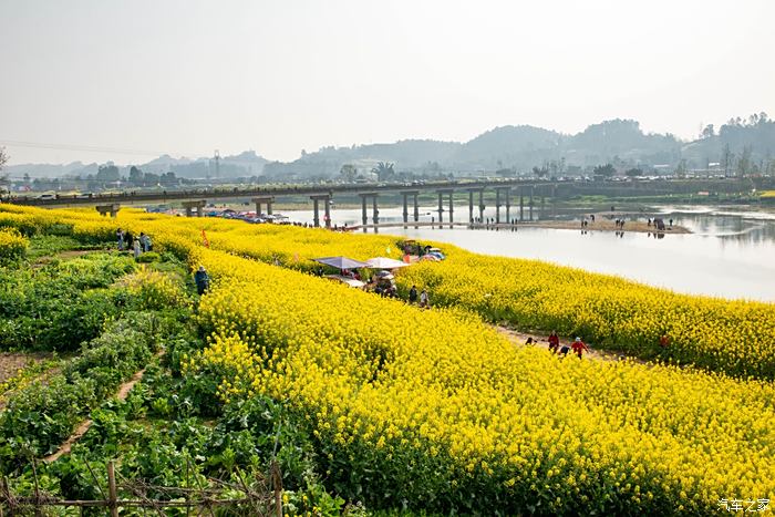 邛崃两河口油菜花图片