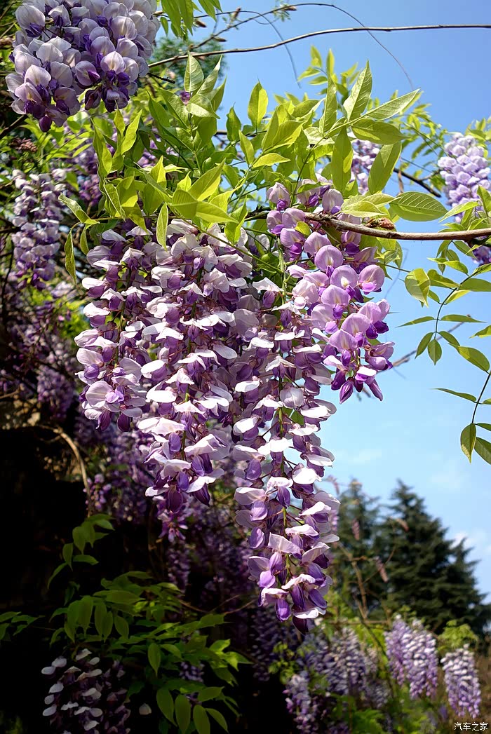 【qq带你游云南】紫藤花开,柳絮飘飘,是时候去大观楼南园走走了