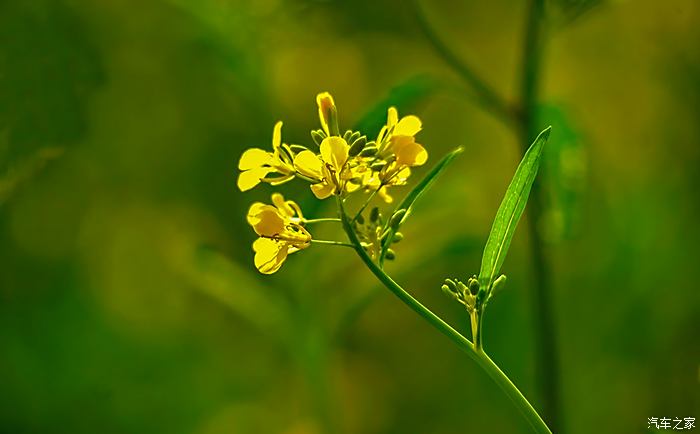 虞舜公园油菜花图片