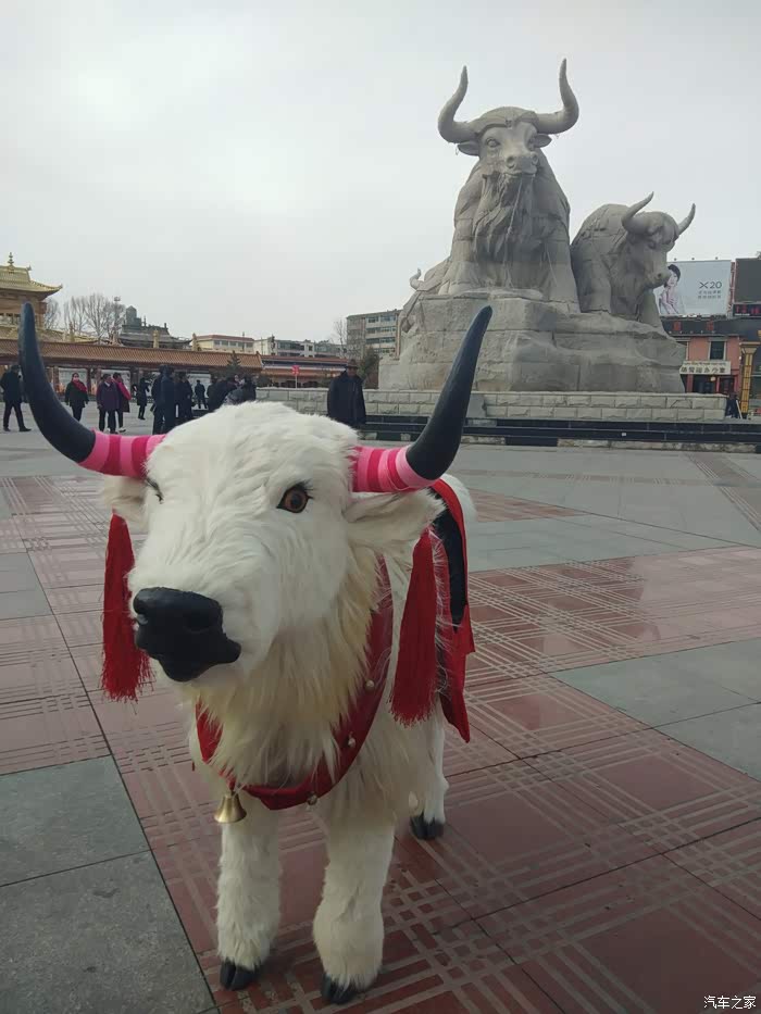 大白终于到家了