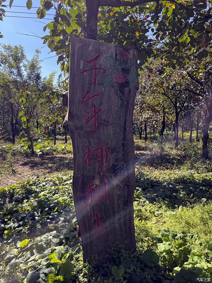 开启自驾游打卡网红景点神星柿子沟