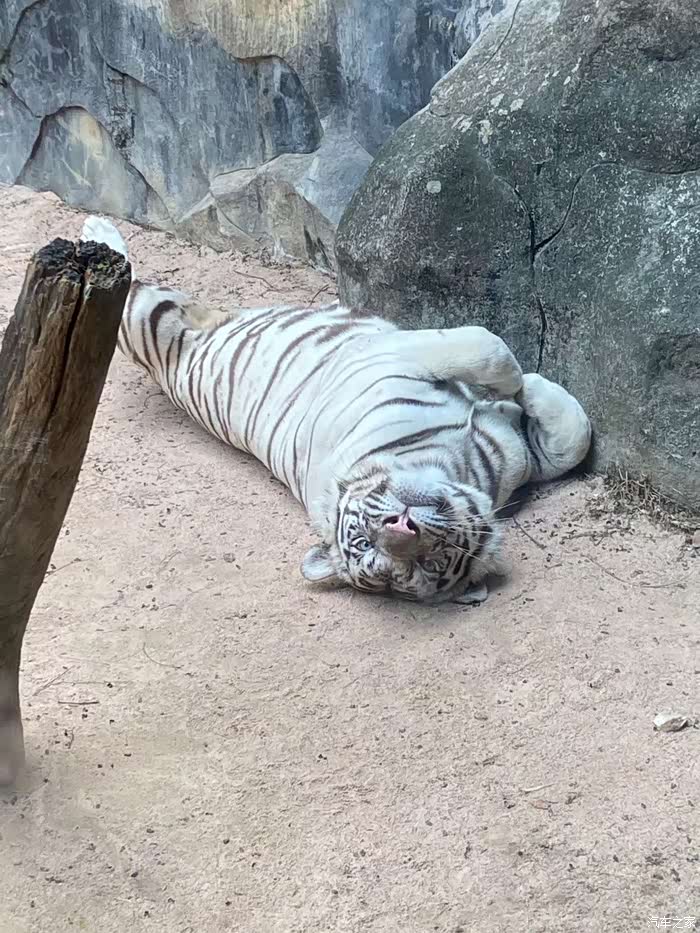 这只老虎,你很慵懒嘛