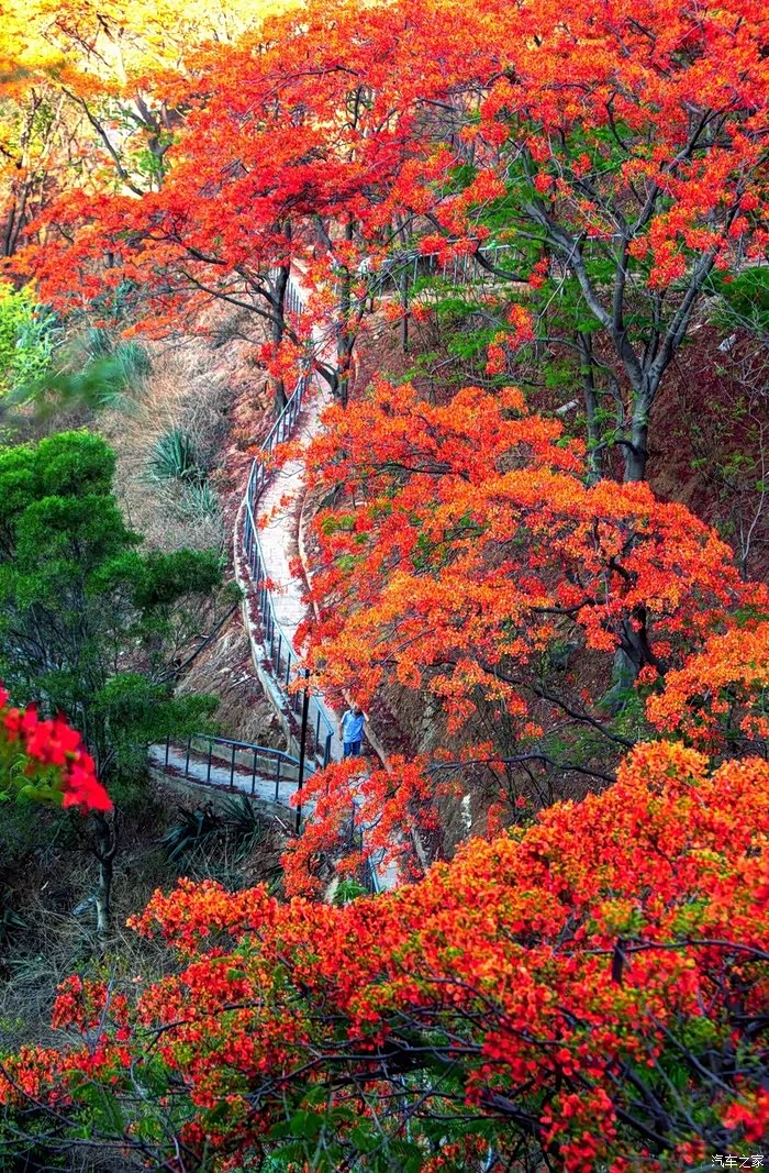 【图】浪漫和闲适-攀枝花_湖南论坛_汽车之家论坛