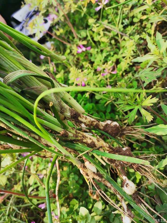 这个就是我们刚拔出来的野荞.
