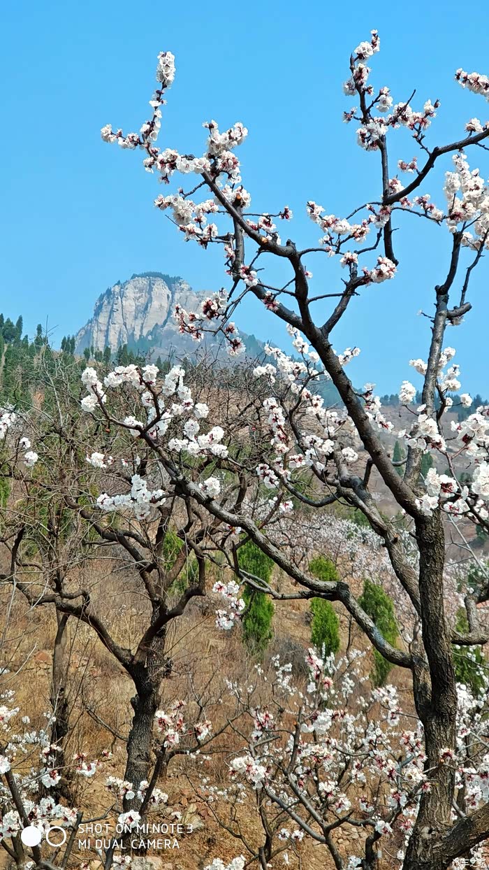 三月杏花漫山开