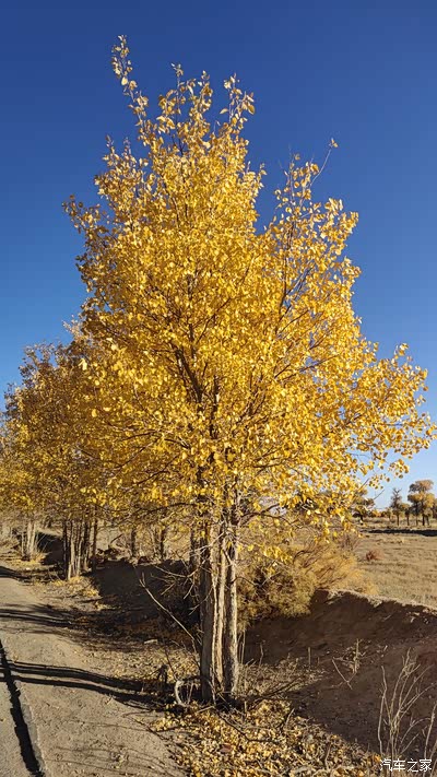 探界者出游-戈壁胡杨林