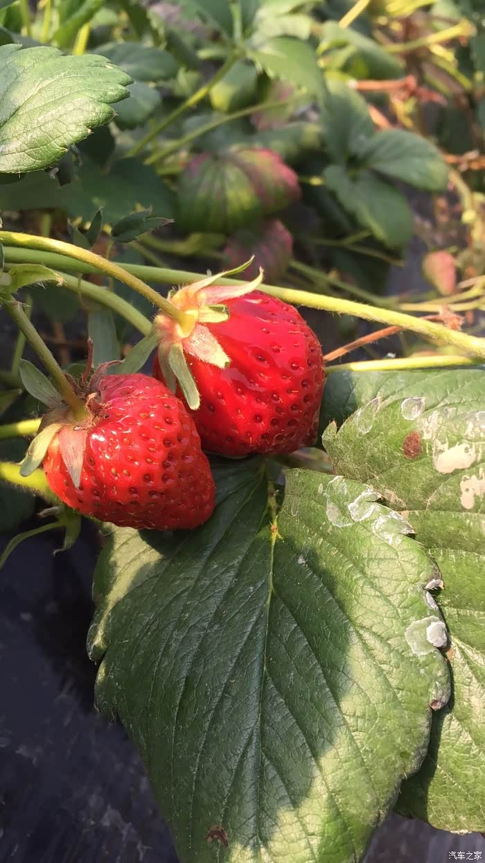 阳春三月——走进大圩摘草莓