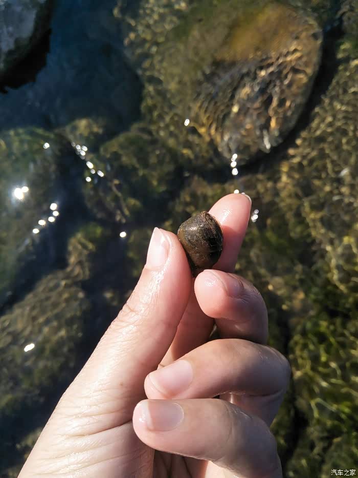 摸石螺咯!