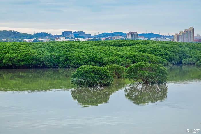 【图】自驾打卡泉州红树林湿地公园_朗行论坛_汽车之家论坛
